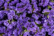 Cvet statica naučnog naziva (Limonium sinuatum) je žbunasta jednogodišnja, a ponekad i dvogodišnja uspravna biljka. Razgranata stabljika statike može narasti do visine od 15 - 40 cm. Cvetovi se nalaze u cvastima, Odgovaraju joj suva i suncani mesta.                   Cvetovi se beru kada su u punom cvetu i kao takvi traju jako dugo kao suvi cvet. .

Bilo da ga sejete ili presađujete sa izdanaka, presadite ga na otvorenom tek početkom maja. Pre toga gajite u zatvorenim i kontrolisanim uslovima, jer je mladoj biljci potrebno mnogo svetlosti i toplote za rast. Cvetanje jun-Oktobar

Setva , U zatvorenom februar-mart, rasadjuje se u maju. Setva na otvorenom April-Maj, dubina setve 1 cm, razmak 20×30 cm. .(razrediti posle nicanja)…



Kupujete 50 semena ove biljke.